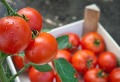 2 простых способа сохранить помидоры свежими на зиму. Берём на заметку - nashsovetik.ru
