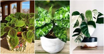 36 невероятных пестрых комнатных растений с узорами - cpykami.ru