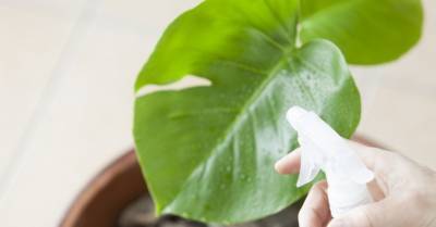Вашим комнатным растениям не нужна пыль: один из способов очистить растения, который вам тоже понравится - rus.delfi.lv