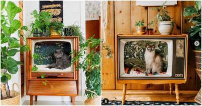 Люди превращают винтажные телевизоры в уютные кровати для кошек - cpykami.ru