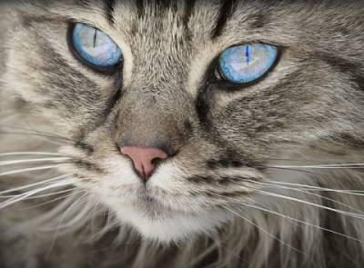 О влажных кормах для кошек, их преимуществах и выборе - epochtimes.com.ua