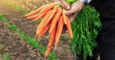 Простой способ хранения, который поможет морковке оставаться свежей осень и зиму - novate.ru