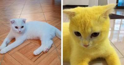 Необычный результат лечения кошки от грибковой инфекции - cpykami.ru - Таиланд
