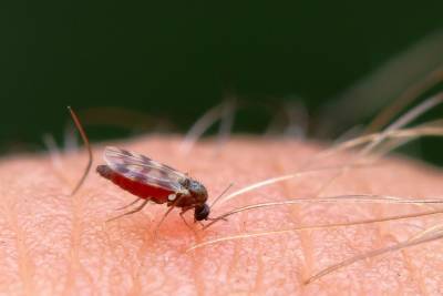 Как питаются комары? - shkolazhizni.ru
