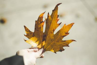 Осенний тест: Попробуйте определить дерево по листочкам - flytothesky.ru
