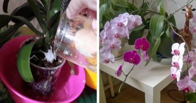 Доступная подкормка, гарантирующая Орхидее великолепное цветение - cpykami.ru