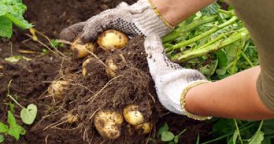 Что подсадить в лунку к картофелю, чтобы вдвое повысить урожайность - novate.ru
