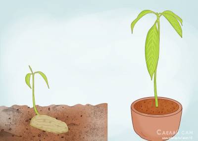 Как вырастить манговое дерево из косточки? Пошаговая инструкция - sdelay.tv