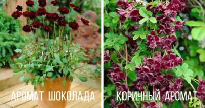7 необычных растений, пахнущих шоколадом или кока-колой - cpykami.ru