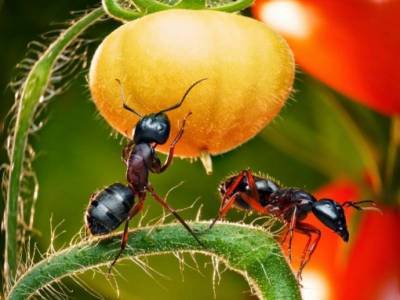 ​Старинный способ, чтобы извести надоедливых муравьев на участке - polsov.com