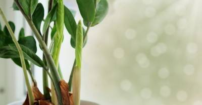 5 хитроумных трюков при выращивании комнатных растений, которые вы еще не пробовали - rus.delfi.lv