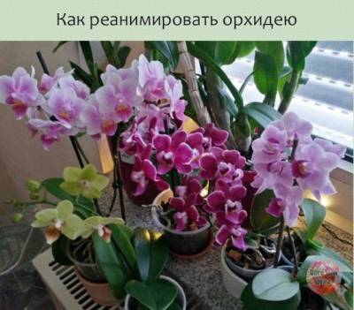 ​Как реанимировать орхидею - polsov.com