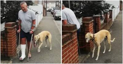 Мужчина потратил 400$ на исследования хромоты своей собаки, и обнаруживает, что она имитирует её - cpykami.ru