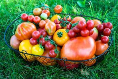 ​5 маленьких секретов выращивания вкусных помидоров - polsov.com