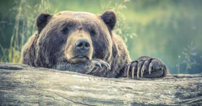 Медведи обожают мед и охотятся за ним: правда или очередной миф - novate.ru