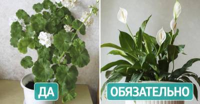 Что происходит в домах, где есть белые орхидеи - takprosto.cc