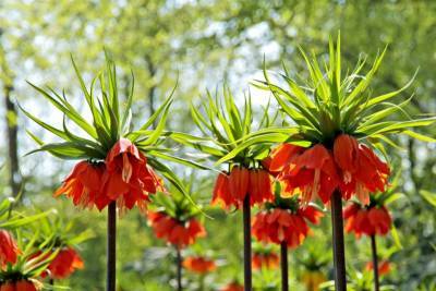 Почему может не цвести рябчик императорский, одно из самых красивых растений - polsov.com