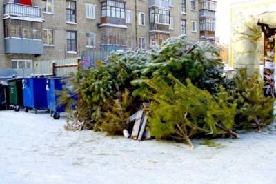 8 идей, как использовать елку после праздников, чтобы не выбрасывать - novate.ru