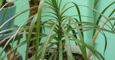 О чём не подозревают беспечные хозяева комнатной драцены - takprosto.cc