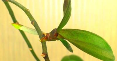 Попробуйте вырастить новую орхидею-детку из срезанного цветоноса - cpykami.ru