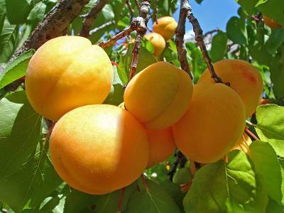 Чем полезны абрикосы и где находится «абрикосовый рай»? - shkolazhizni.ru