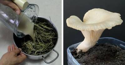 Бутылка + солома + любой гриб: самый простой и эффективный способ выращивание грибов - cpykami.ru