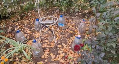 Не замерзнут, не сопреют: идеальное укрытие для роз на зиму - cpykami.ru