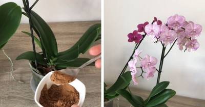 Дайте каждой орхидее по 1 ложке натурального средства, особенно если она давно не цветёт - cpykami.ru