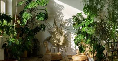 Выше крыши: Пять комнатных растений-великанов, которые могут дорасти до потолка - rus.delfi.lv