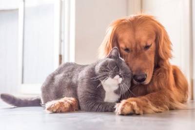 Как “подружить” ваших кота и собаку дома - garmoniazhizni.com
