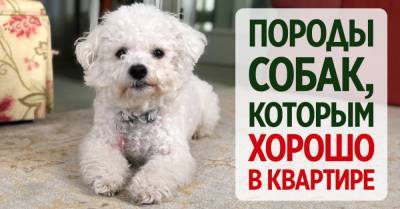 Маленькие собачки, с которыми можно реже гулять, им комфортно в квартире - takprosto.cc