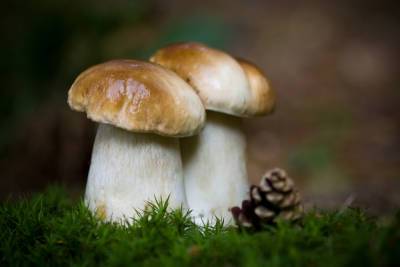 Что мы знаем о грибах? - shkolazhizni.ru