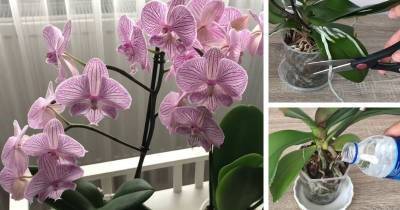 8 распространённых ошибок в уходе за орхидеями: не допускайте их и обильное цветение обеспечено - cpykami.ru