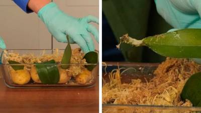 6 нетрадиционных методов размножения орхидеи, которые, тем не менее, работают - cpykami.ru