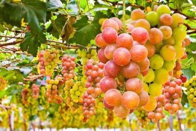Чем полезен сладкий виноград? - shkolazhizni.ru - Израиль