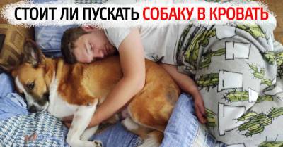 Обожаю, когда рядышком в кровати спит моя собака - takprosto.cc