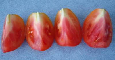 Откуда в томатах появляются неприятные белые прожилки и стоит ли их опасаться - novate.ru