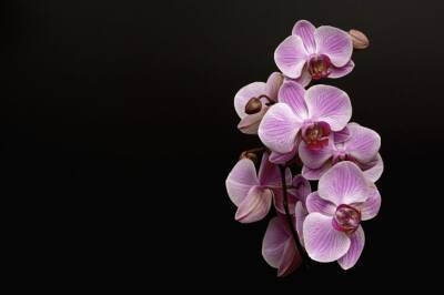 Никогда не повторяйте этих ошибок в уходе за орхидеей: советы хозяйкам, которые не хотят выбросить цветок - belnovosti.by