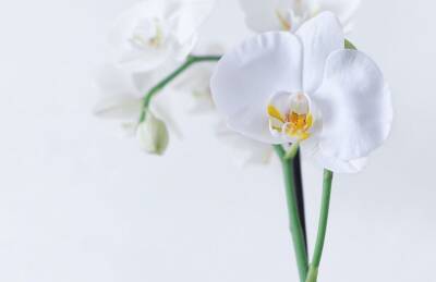 Чем поливают орхидею опытные хозяйки, чтобы она цвела без перерыва - belnovosti.by