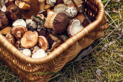 Какие бывают грибы и чем они полезны? - shkolazhizni.ru