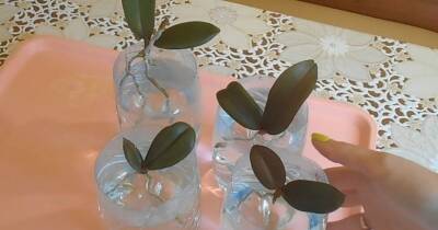 Аккуратно отделите деток орхидеи, посадите в горшок. Это поможет избежать заражения и гнили - cpykami.ru