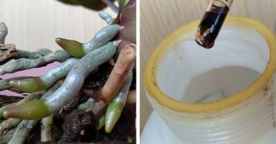 Орхидея в кратчайшие сроки пускает корни и новый цветонос. Просто дайте ей йод - cpykami.ru