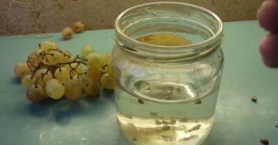 Вырастил виноград из косточки, самое время похвастаться урожаем - takprosto.cc