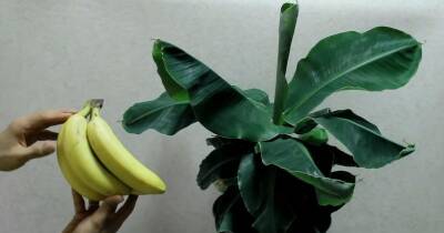 Вырастите банановую пальму дома. Все гости будут спрашивать, что это за экзотическое растение - cpykami.ru