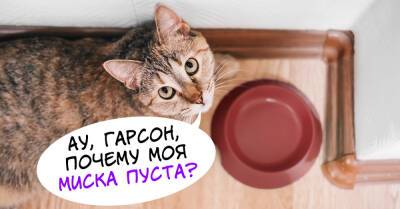 По какому принципу кошка выбирает себе хозяина и прислугу среди домочадцев - takprosto.cc