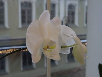 Что нужно делать, когда орхидея отцвела: непростительная ошибка хозяек - belnovosti.by