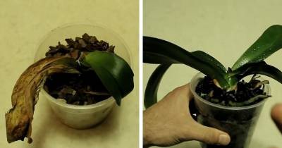 Покупайте в магазине за копейки сухие и еле живые орхидеи и дайте им вторую жизнь. Восстановление орхидеи - cpykami.ru
