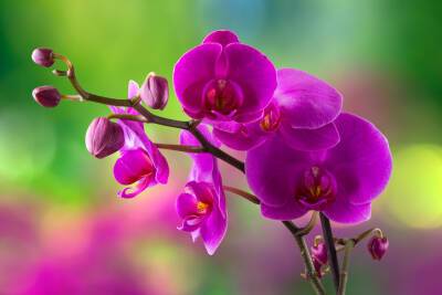 Орхидея, тропическая красавица: можно ли приручить ее в нашем климате? - shkolazhizni.ru - Таиланд