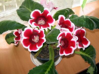 ​Зимнее цветение глоксиний - polsov.com