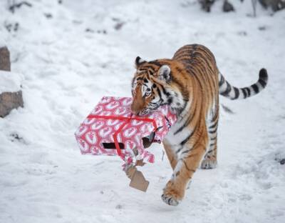 Запретная одежда в новый год тигра - polsov.com